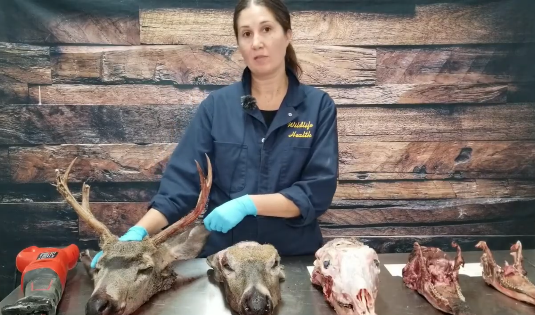 Cait Nelson submit deer head for CWD sample in British Columbia