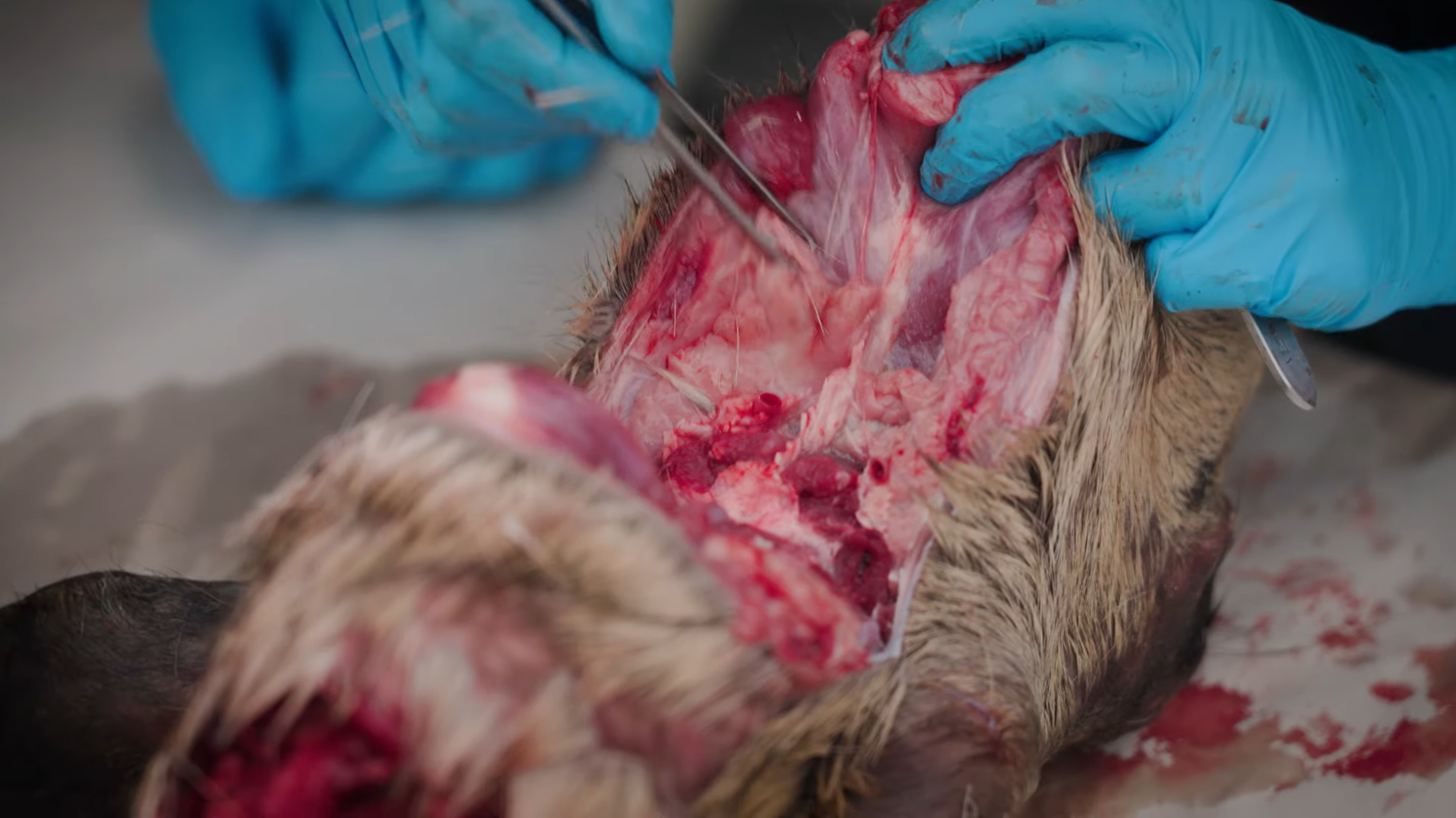 Removing Tonsils and Lymph Nodes from Deer for CWD Samples