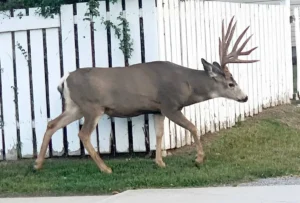 BC CWD Response Can't Wait