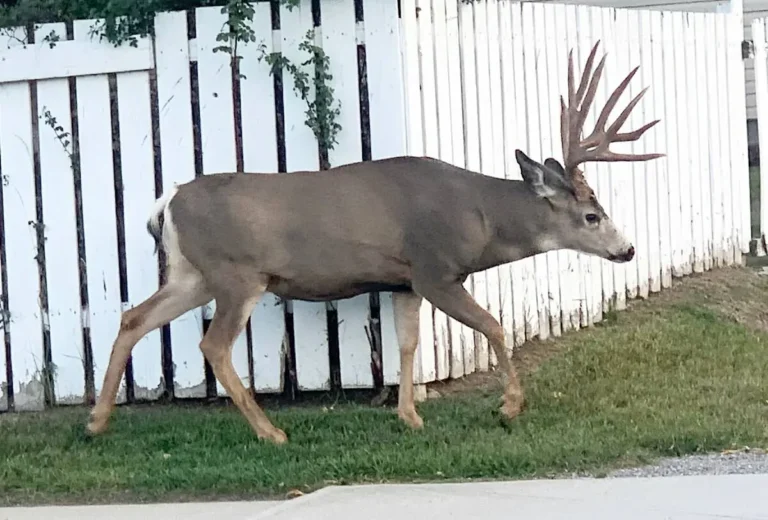 BC CWD Response Can't Wait