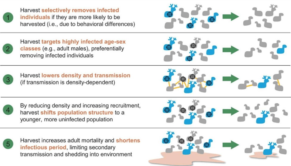 How Selective Harvest Affects CWD Distribution