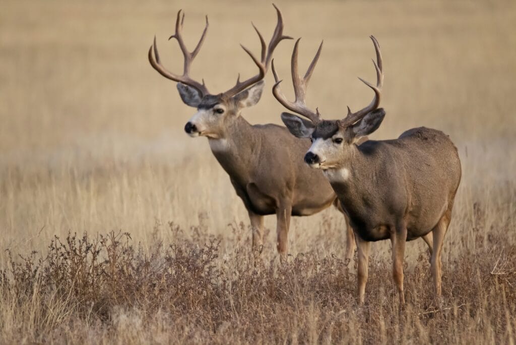 Yes hunting will work to control CWD in British Columbia