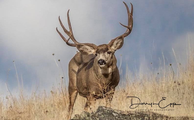 Mule Deer