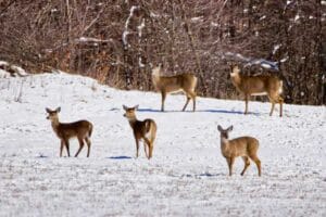 whitetail deer
