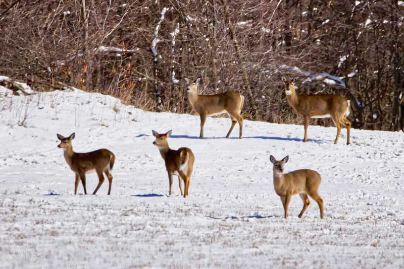 whitetail deer